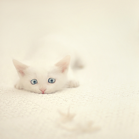 超萌可爱猫咪QQ空间图片素材 喵的世界_QQ下