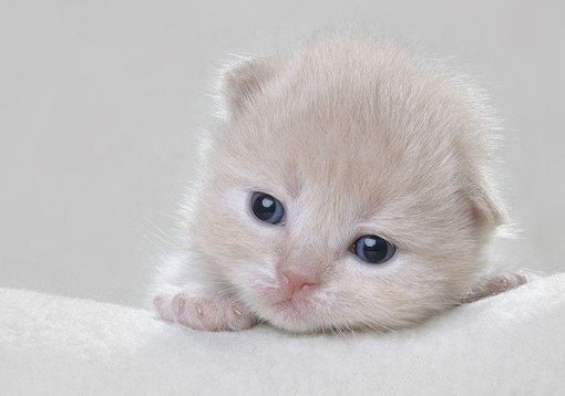 超萌可爱猫咪QQ空间图片素材 喵的世界_QQ下