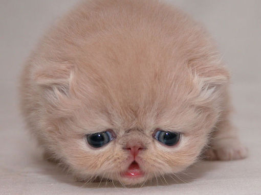 超萌可爱猫咪QQ空间图片素材 喵的世界_QQ下