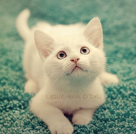 超萌可爱猫咪QQ空间图片素材 喵的世界_QQ下