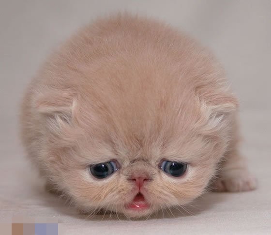 笑喷了的10个笑话 想人气暴涨么你就来收藏_Q