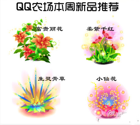 QQ农场新出了四个有机种子_QQ下载网