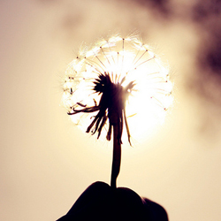 只想静静安逸的生活着_阳光爱恋的唯美个性Q