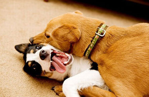 2014愚人节搞笑图片大全