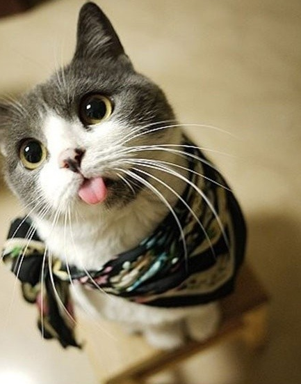小猫吐舌头的可爱图片_超萌猫咪吐舌头素材