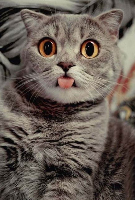 小猫吐舌头的可爱图片_超萌猫咪吐舌头素材