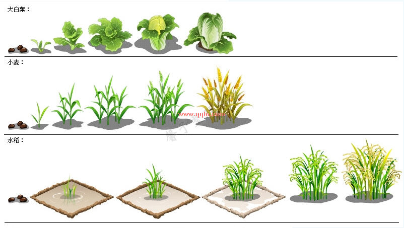 白菜涨价了 保险白菜价