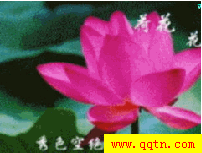 QQ场景 花心(音乐)v1.0